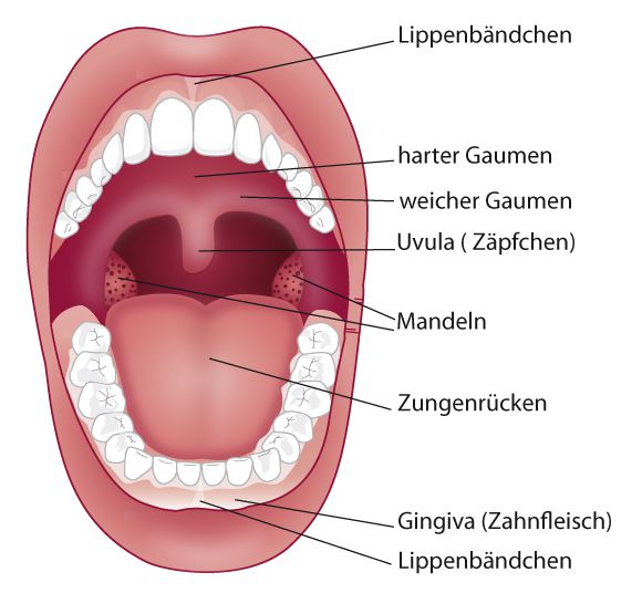 Lippen- / Zungenbändchenkorrektur